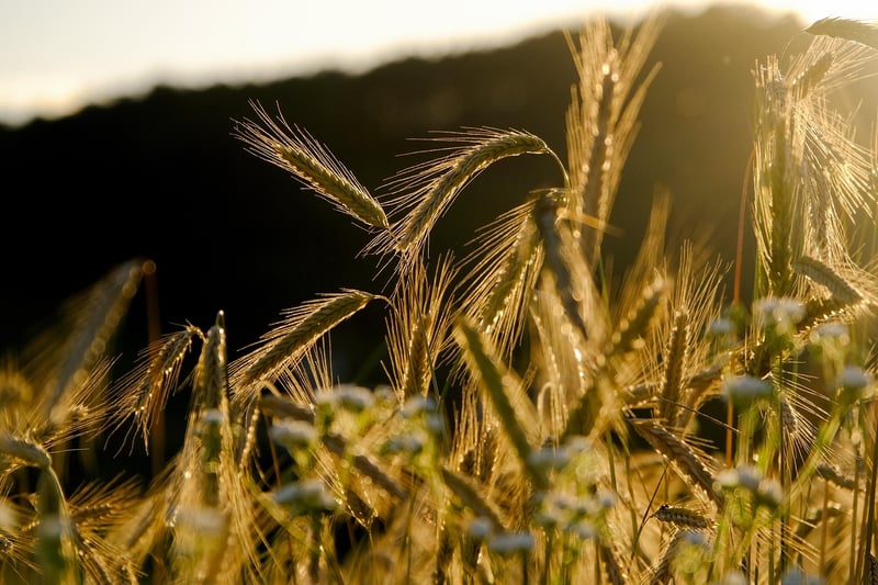 Enchanted crops