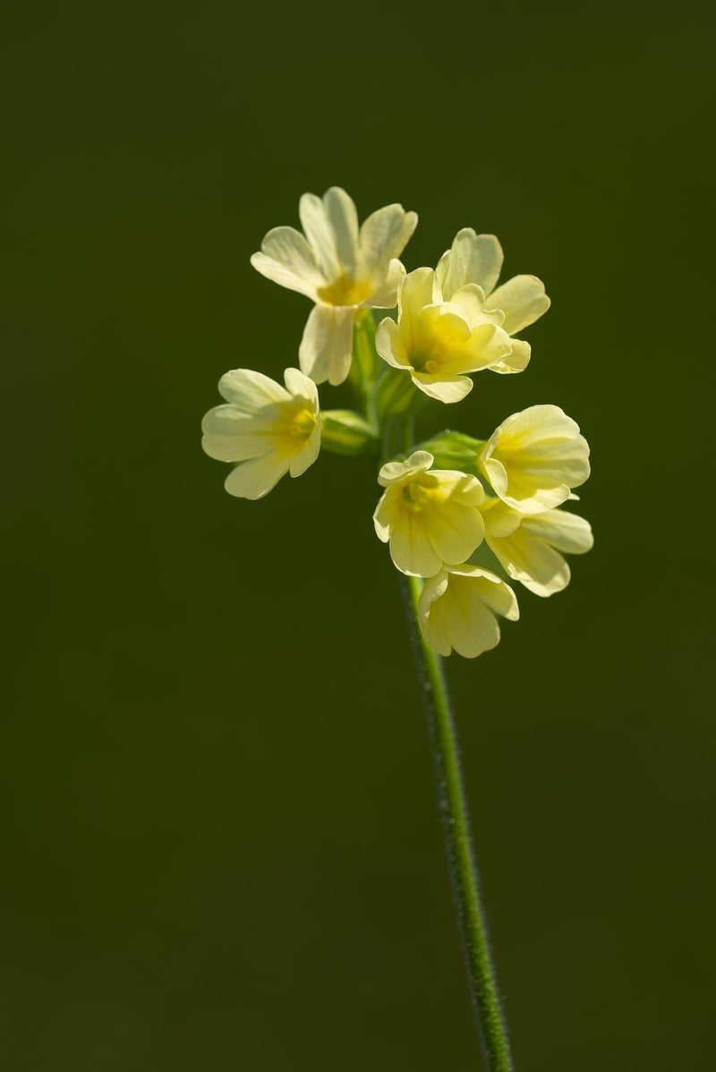Flower Garden